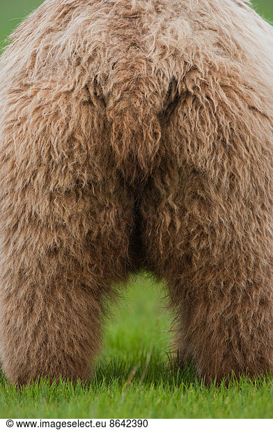 Braunbären  Katmai-Nationalpark  Alaska  USA
