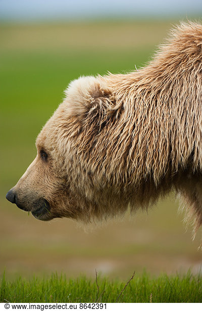 Braunbären  Katmai-Nationalpark  Alaska  USA