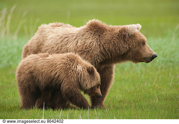 Braunbären  Katmai-Nationalpark  Alaska  USA