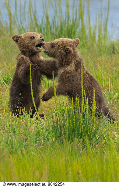 Braunbärenjunge  Lake Clark-Nationalpark  Alaska  USA