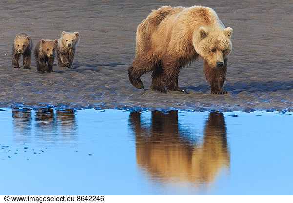 Braunbärensau und Jungtiere  Lake Clark National Park  Alaska  USA