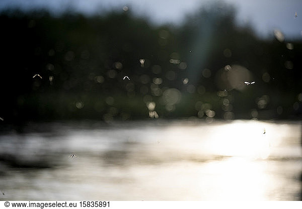 Braune Drakes beim Fliegen während einer Sonnenuntergangsluke am Silver Creek River.