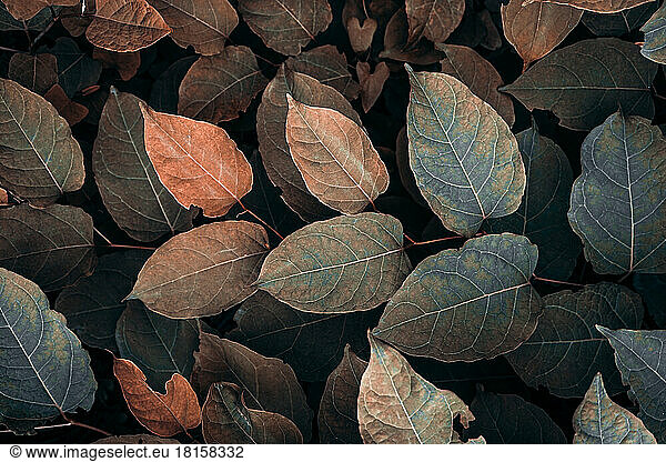 braune Pflanzenblätter in der Herbstzeit  brauner Hintergrund
