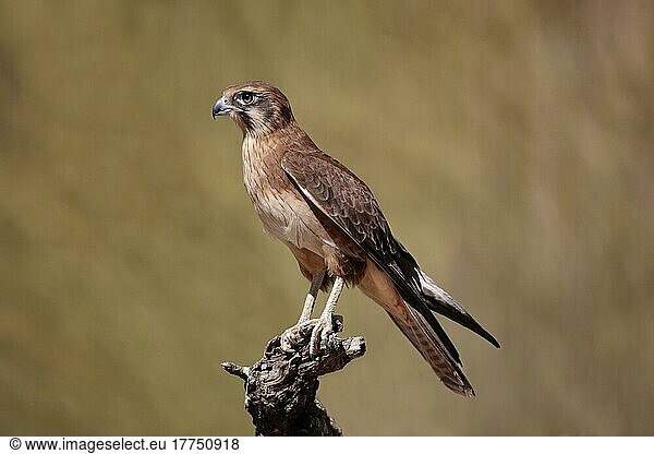 Brauner Falke (Falco berigora)  erwachsen  auf einem Baumstamm sitzend  Rotes Zentrum  Northern Territory  Australien  September  Ozeanien