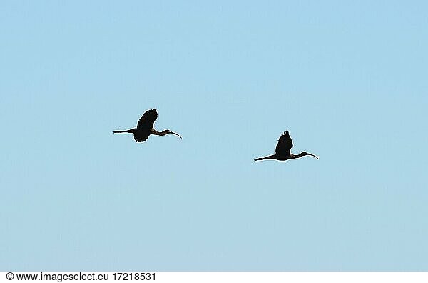 Brauner Sichler (Plegadis falcinellus)  zwei Vögel im Flug vor blauem Himmel  Nationalpark Doñana  Provinz Huelva  Andalusien  Spanien  Europa