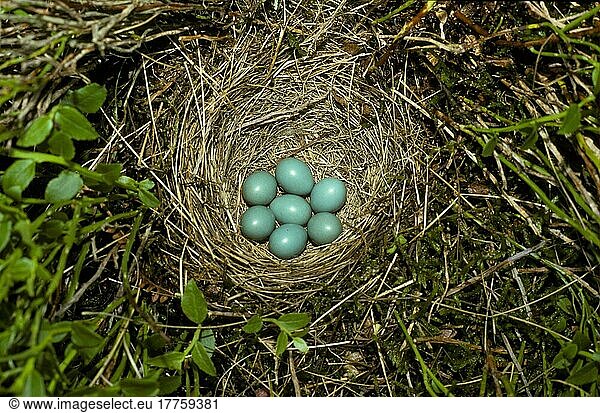 Braunkehlchen (Saxicola rubetra)  Singvögel  Tiere  Vögel  Whinchat Nest and seven eggs