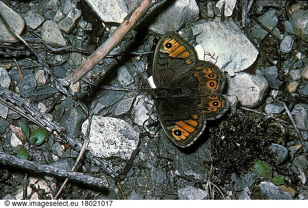 Braunscheckauge (Lasiommata petropolitana)  Kleines Braunauge  Braunscheckaugen  Kleine Braunaugen (Nymphalidae)  Andere Tiere  Insekten  Schmetterlinge  Tiere  Northern Wall Brown Female  upper wing