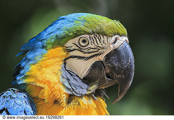 Brazil  portrait of blue and yellow macaw