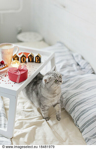 Breakfast tray with cat on bed