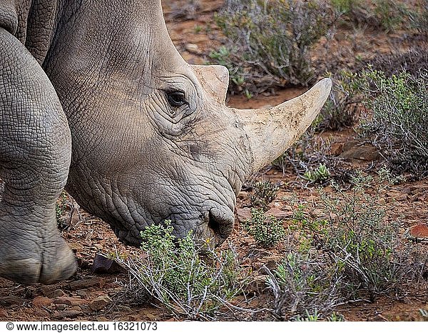 Breitmaulnashorn oder Breitlippennashorn (Ceratotherium simum). Karoo  Westkap  Südafrika.