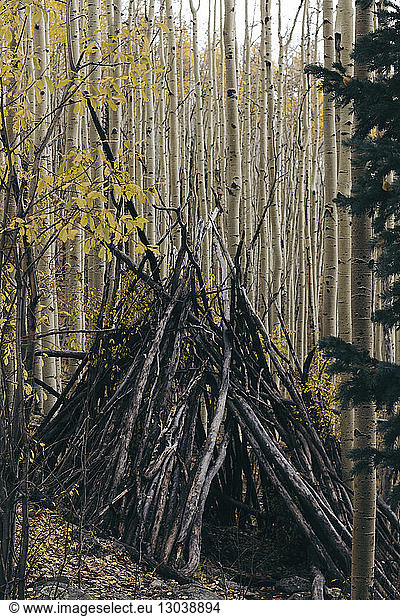 Brennholz im Wald arrangiert