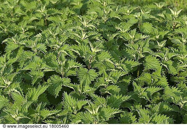 Brennnessel (Urtica) dioica  Pflanzen mit gesunden  kräftigen Blättern im Frühling