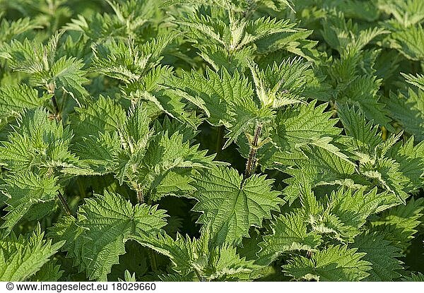 Brennnessel (Urtica) dioica  Pflanzen mit gesunden  kräftigen Blättern im Frühling