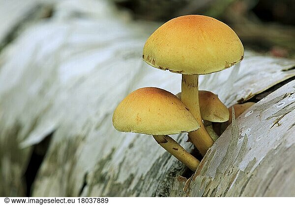 Brick cap (Hypholoma sublateritium)  Brick cap on birch tree trunk  Mushrooms  Brick cap on birch tree trunk