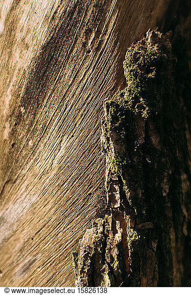 Bright bark and moss on textured tree