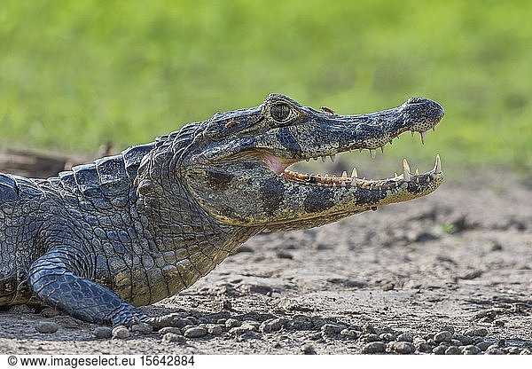Brillenkaiman (Caiman crocodilus yacare)  Tierporträt  Seitenansicht  Pantanal  Mato Grosso  Brasilien  Südamerika