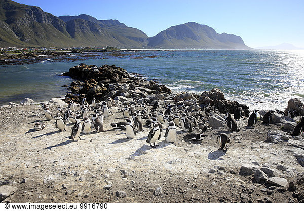 Brillenpinguine (Spheniscus demersus) Kolonie Stony Point Betty's Bay Westkap Südafrika