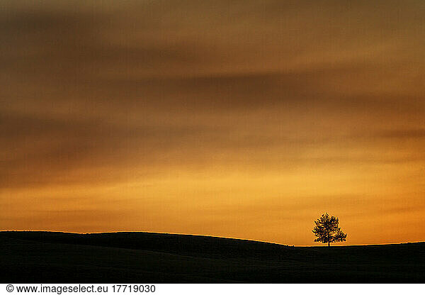 Brilliant sunset light glowing in a sky over a tree and horizon; Saskatchewan  Canada