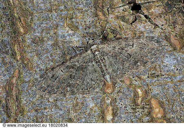 Brindled pug (Eupithecia abbreviata)  Oak blossom moth  Insects  Moths  Butterflies  Animals  Other animals  Brindled Pug adult  camouflaged on bark  Powys  Wales  United Kingdom  Europe