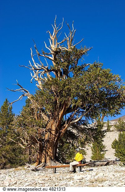 Bristlecone pine at Patriarch Grove  Ancient Bristlecone Pine Forest  Ancient Bristlecone National Scenic Byway  Inyo National Forest  California