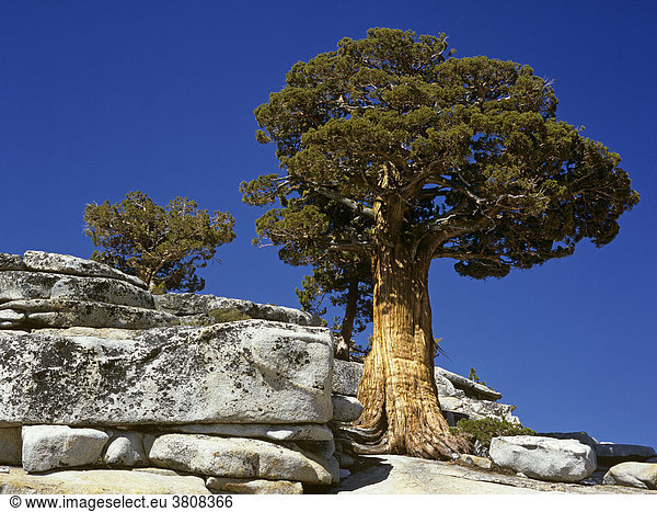 Bristlecone Pine (Kiefer)  Olmsted Point   Yosemite NP  Kalifornien  USA
