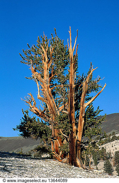 Bristlecone pine (Pinus longaeva) in the White Mountains of California.