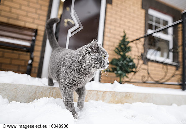 Britisch-Kurzhaar-Katze auf schneebedeckter Veranda