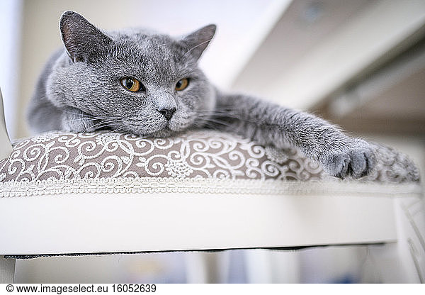 Britisch-Kurzhaar-Katze zu Hause auf einem Stuhl liegend