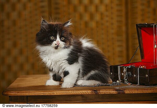 British Longhair  kitten  9 weeks  black and white  jewellery box