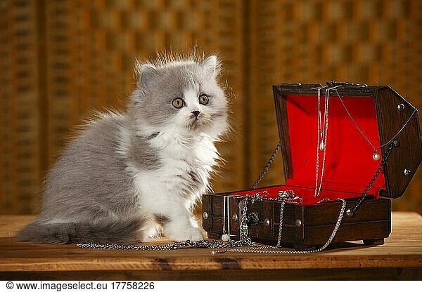 British Longhair  kitten  9 weeks  blue-white  jewellery box