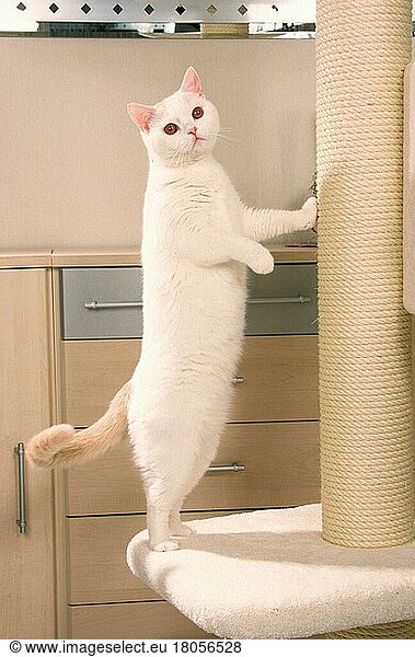British Shorthair Cat  cream/white Harlequin  Britische Kurzhaarkatze  creme-weiss Harlekin  auf Katzenbaum  Säugetiere  mammals  animals  Hauskatze  domestic cat  Haustier  Heimtier  pet  Rassekatzen  weiblich  female  innen  Blickkontakt  eye-contact  freistellbar  aufrecht stehen  standing erect  adult