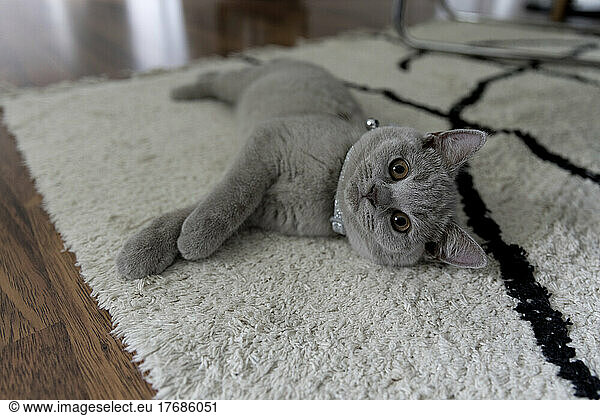 British shorthair cat lying on carpet at home