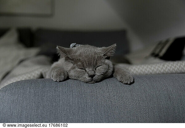 British shorthair cat sleeping on sofa at home