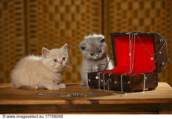 British Shorthair  kitten  6 weeks  jewellery box