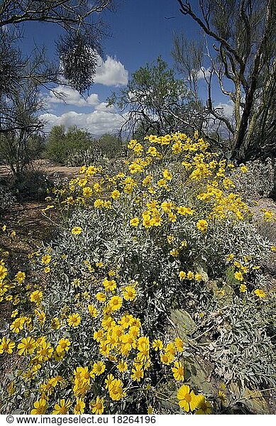 Brittlebush  Encilia (farinosa)  Saguaro Park East  Arizona  USA  North America