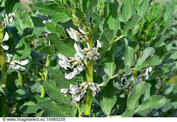 Broad bean (Vicia faba) is an annual plant of uncertain origen and widely cultivated for its edible fruits and seeds. This photo was taken in Baix Llobregat  Barcelona province  Catalonia  Spain.