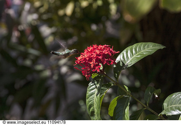 Broad-tailed hummingbird hovering on red flower  Samara  Costa Rica