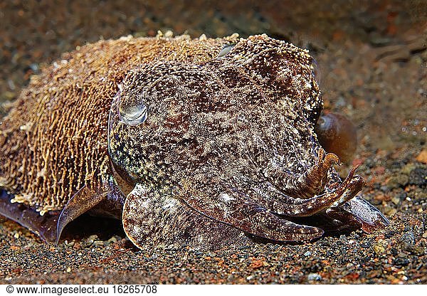 Broadclub Cuttlefishas well ( Sepia latimanus) camouflaged on sandy ground  Bali  Indo-Pacific  Indonesia  Asia