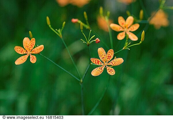 Brombeerlilie  Iris domestica  Leopardenlilie  Asien