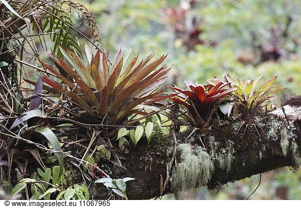 Bromelien (Bromelia spec.) im Baum  Los Quetzales Nationalpark  Provinz San Jose  Costa Rica  Nordamerika
