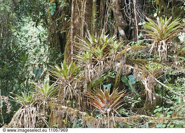 Bromelien (Bromelia spec.) im Regenwald  Los Quetzales Nationalpark  Provinz San Jose  Costa Rica  Nordamerika