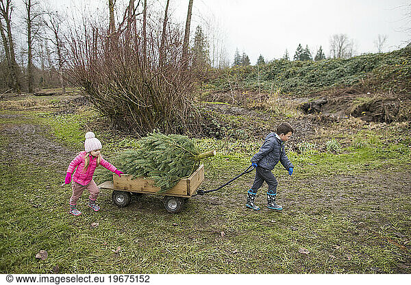 Brother and sister work together  pulling wagon  Christmas Tree