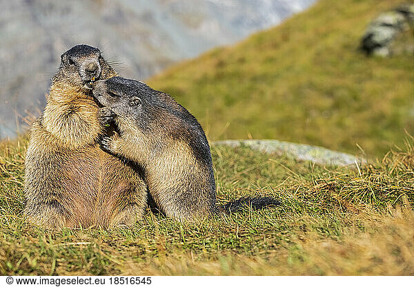 Brown Alpine Marmots on grass