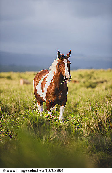 brown and white horse eats grass from a field on stormy day