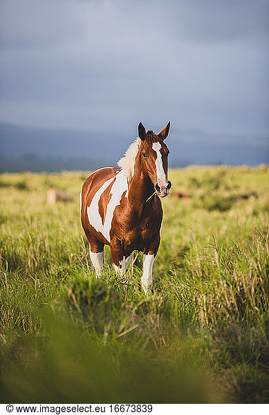 Brown and White Horse in a big on Big island of Hawaii