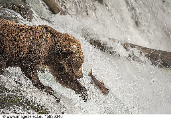 Brown Bear Attempts to Catch Salmon and Shows Claws at Waterfall