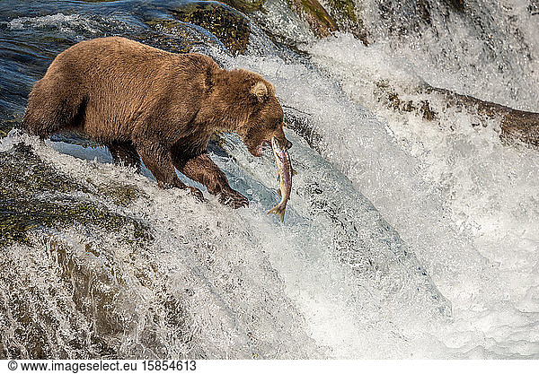 Brown Bear Catches Salmon at Waterfall  Katmai National Park  Alaska