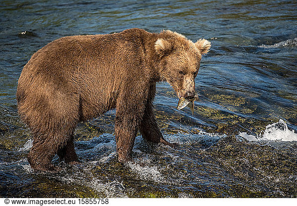Brown Bear Catches Salmon in River in Katmai National Park  Alaska