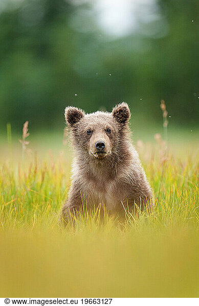 Brown Bear Cub Eating Sedge Grass
