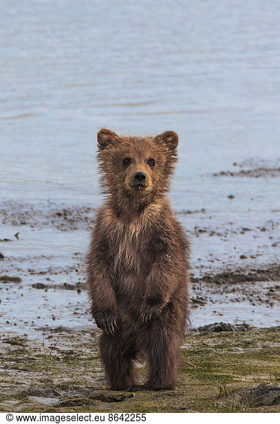 Brown bear cub  Lake Clark National Park  Alaska  USA